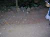 DSCN0306